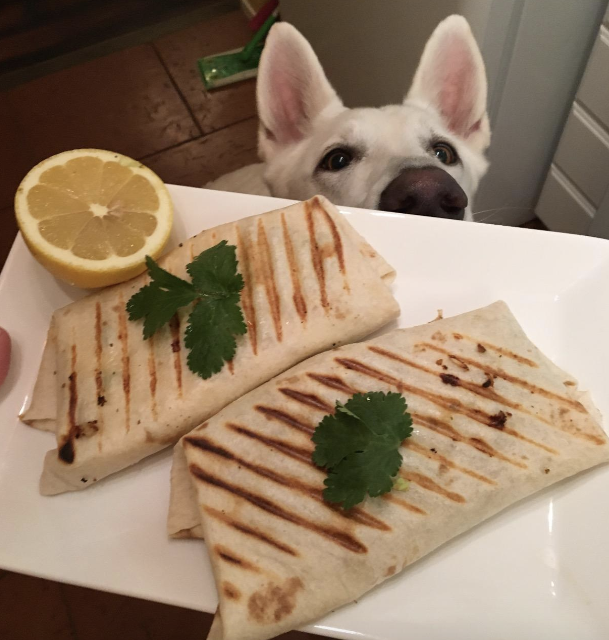 two panini halves with half lemon on the side and staring dog