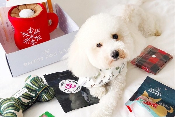 A fluffy white dog wearing a bandana and lying next to goodies from the box, such as a chewy toy and treats 