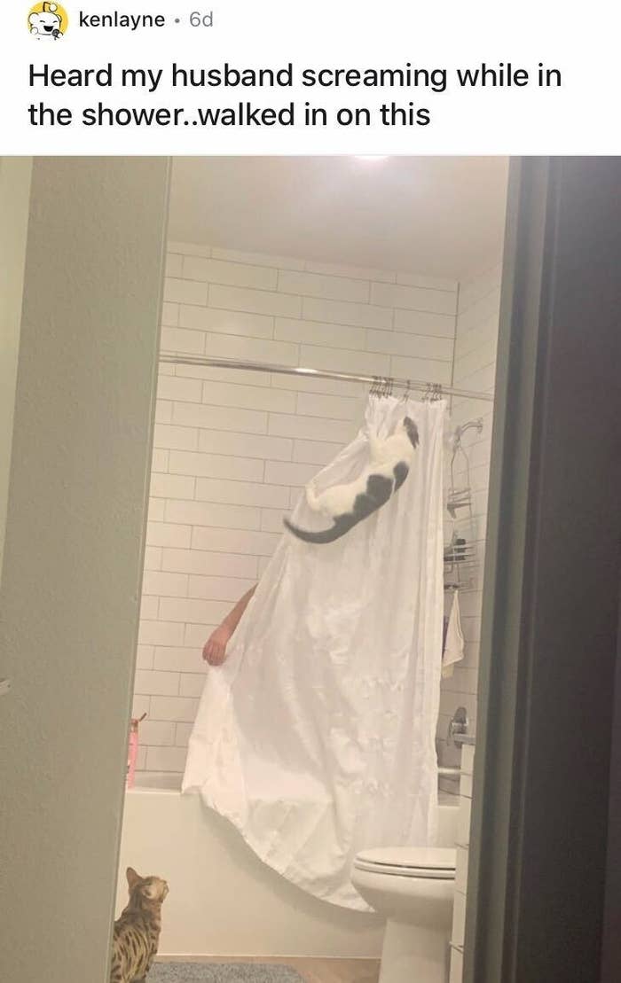 Cats Who Play By Their Own Rules