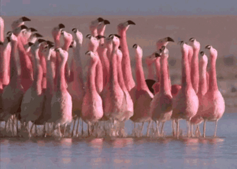 A flock of flamingos hurrying to their destination 