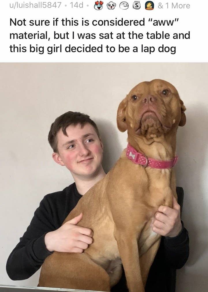 what is considered a lap dog