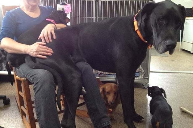 18 Big Dogs And 1 Cow Who Are Totally Allowed To Say They're Lapdogs
