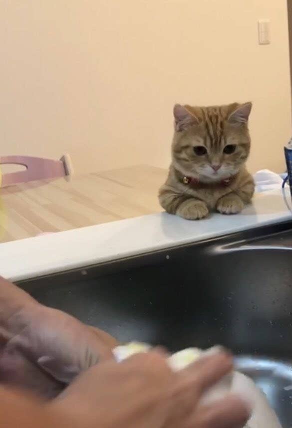 洗い物を見守る子猫が どこを切り取っても可愛いの極みだった 洗い物を見守る子猫が どこを切り取っても可愛いの極みだった