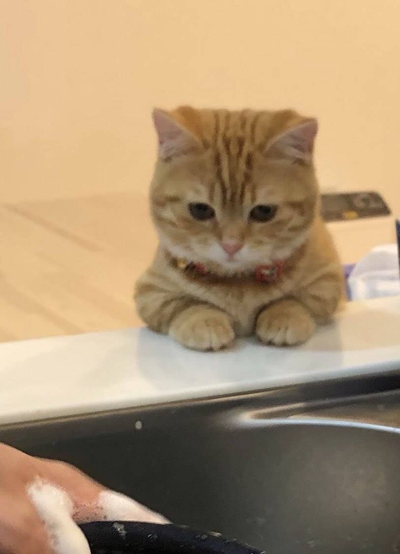 洗い物を見守る子猫が どこを切り取っても可愛いの極みだった