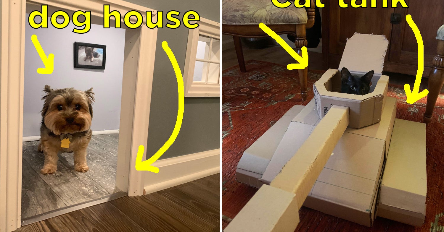 19 Pet Quarantine Projects To Keep You Busy And Your Pets Entertained