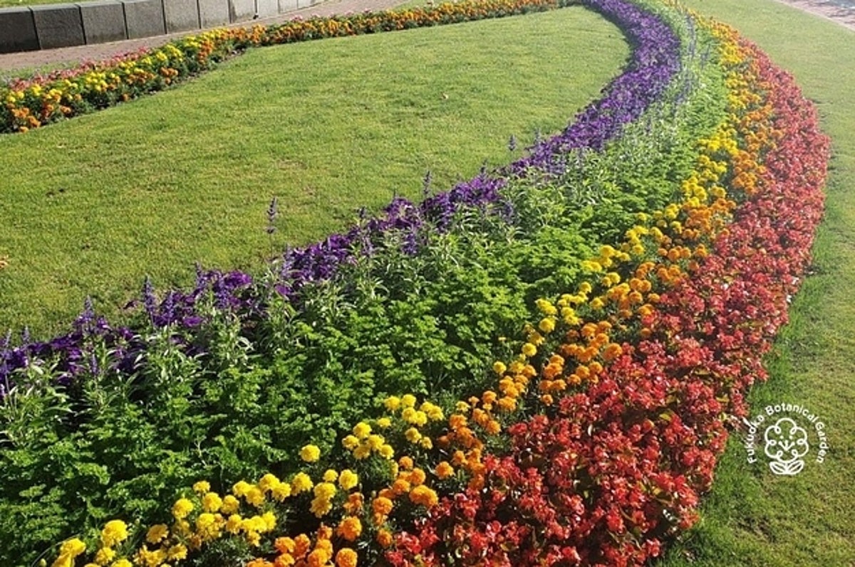 毎年作られる 虹色の花壇 そこに込められた思いとは