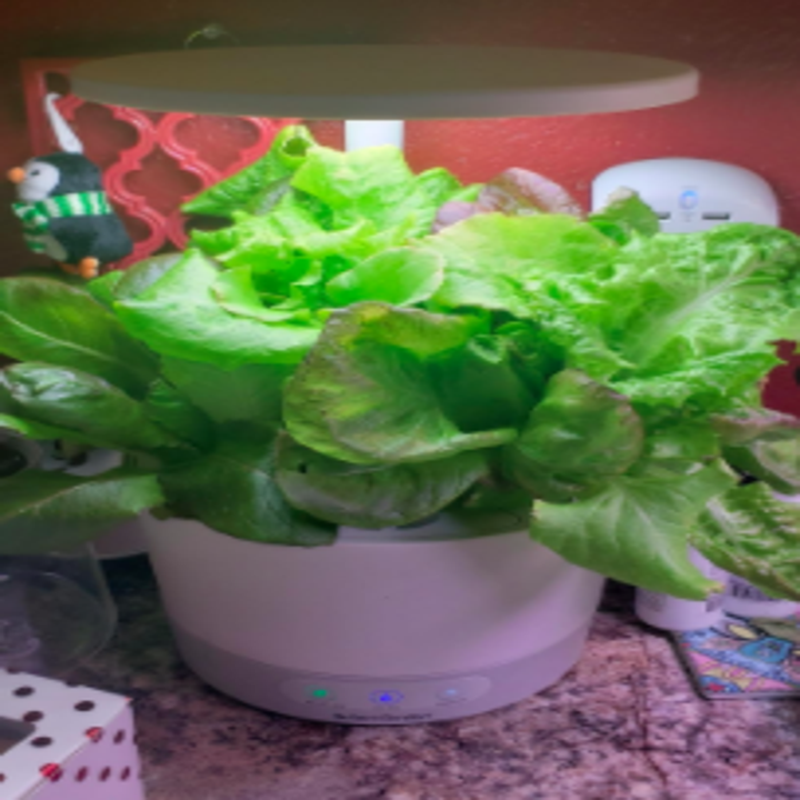 reviewer pic of Aerogarden with lots of plants growing from it 