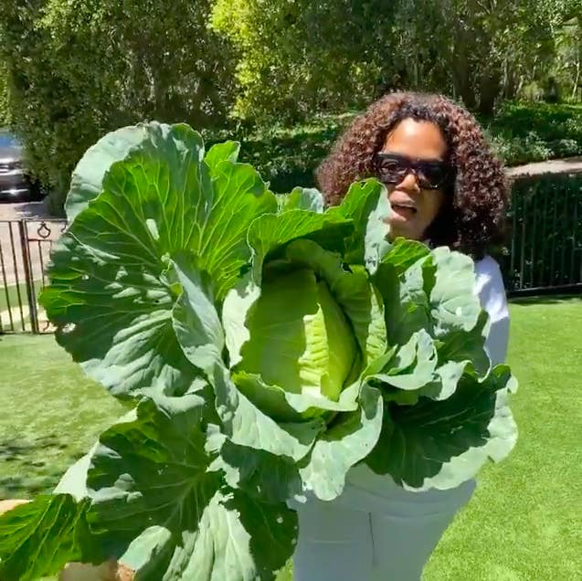 Oprah S Big Cabbage Is Truly A Sight To Behold