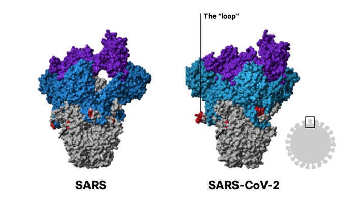 The spikes on SARS and SARS-CoV-2