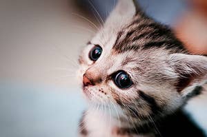 I Am A Kitty On Buzzfeed