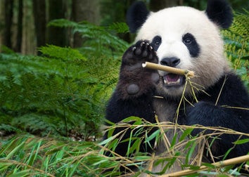 Ha llegado el momento de saber qué color de pandita eres