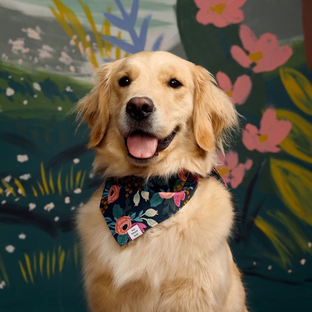a golden retriever happily posing with a floral navy blue bandana on