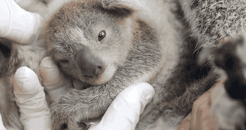 The First Koala Joey Has Been Born Since The Australian Bushfires