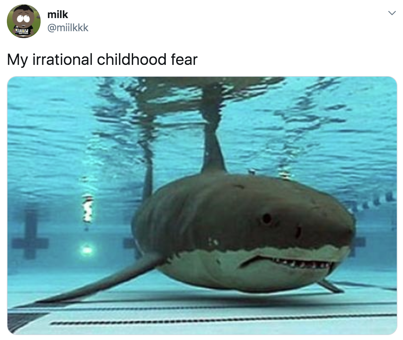 shark in the deep end of a pool