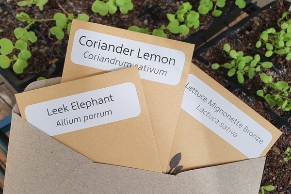 Three seed packets, leek elephant, coriander lemon, and lettuce mignonette bronze