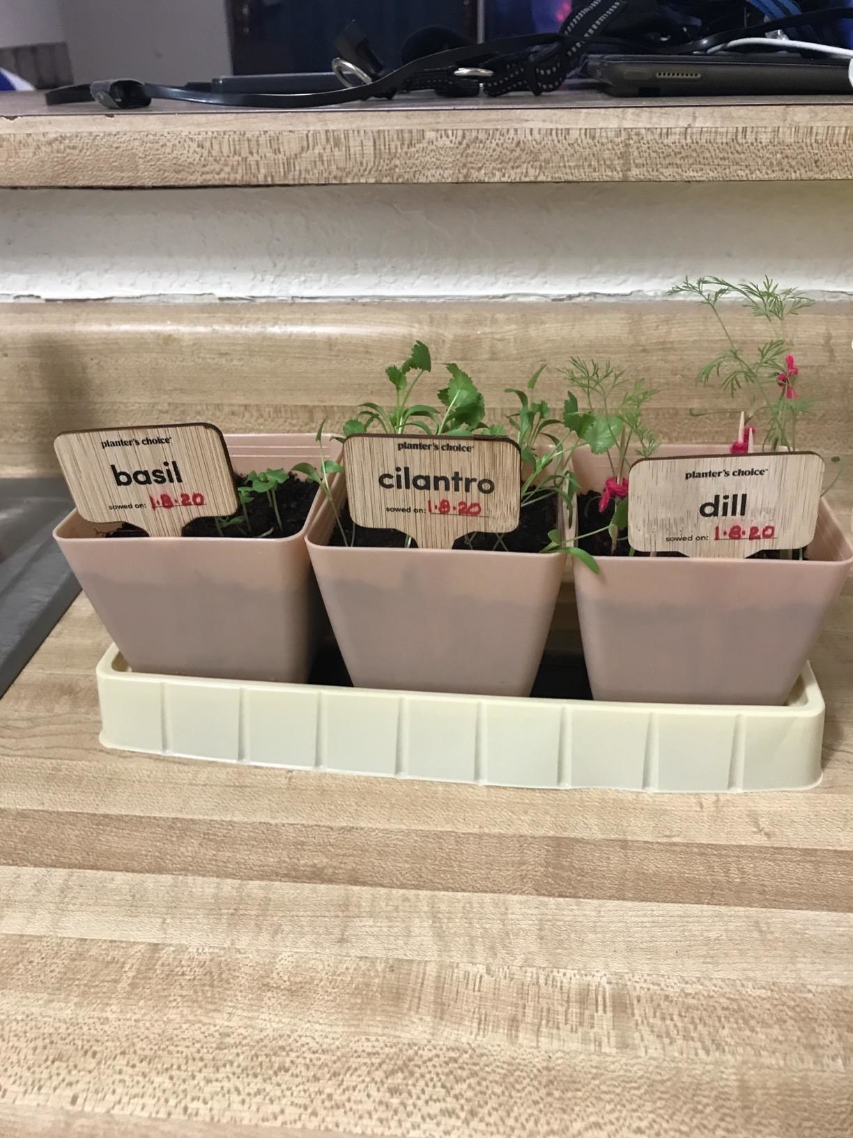 Reviewer photo of their growing basil, cilantro, and dill plants