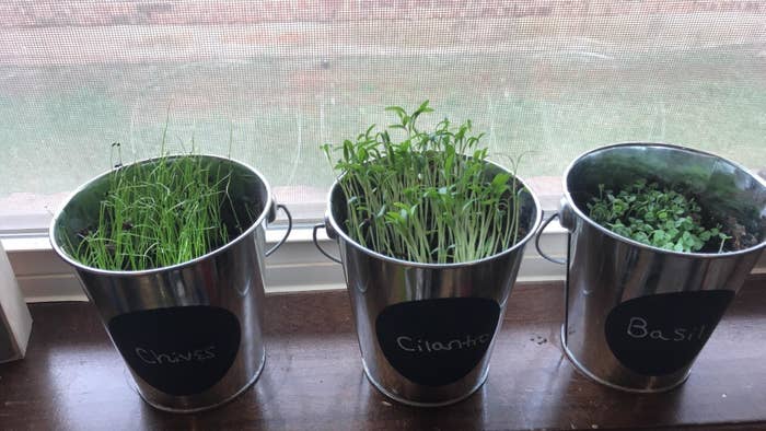 Reviewer photo of the chive, cilantro, and basil seeds growing in pots