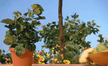 Gif of Grover from Sesame Street holding a bowl of veggies in a garden