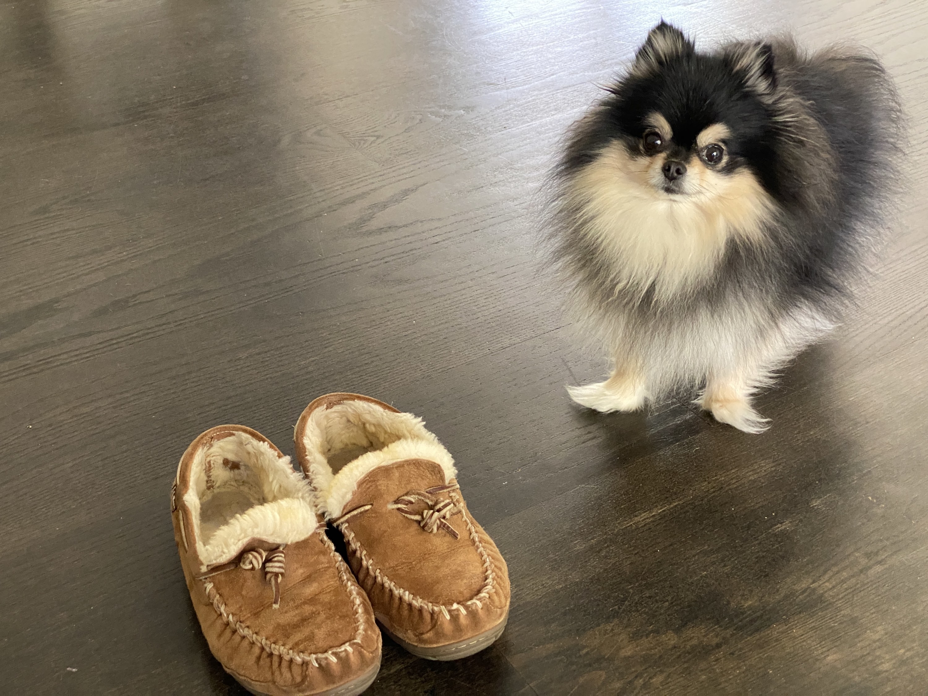 A very floofy black and tan Pomeranian stood next to the BuzzFeed editor&#x27;s moccasins