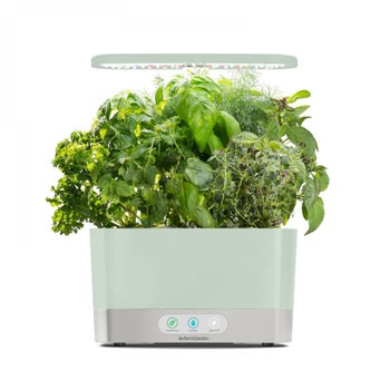 The AeroGarden in a light sage color filled with growing herbs