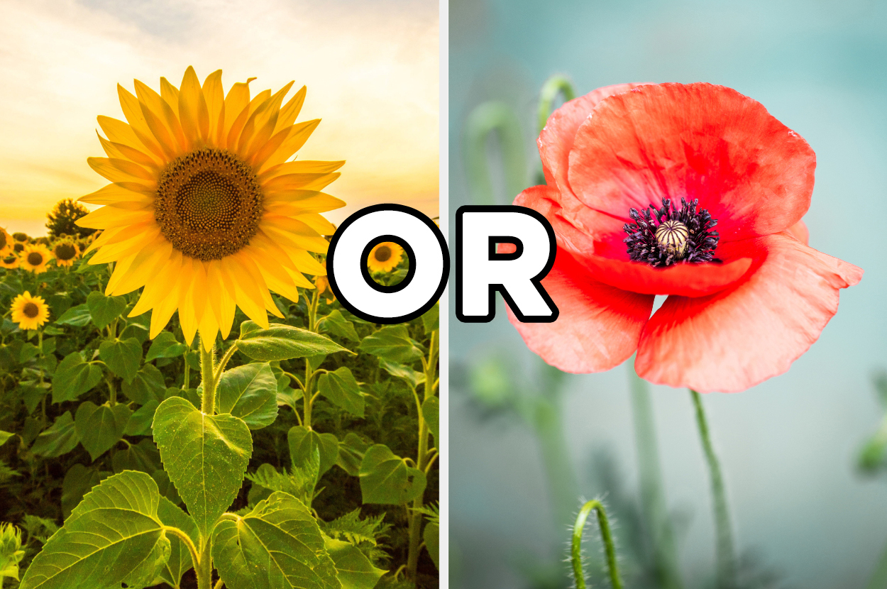 Flower Personality Quiz