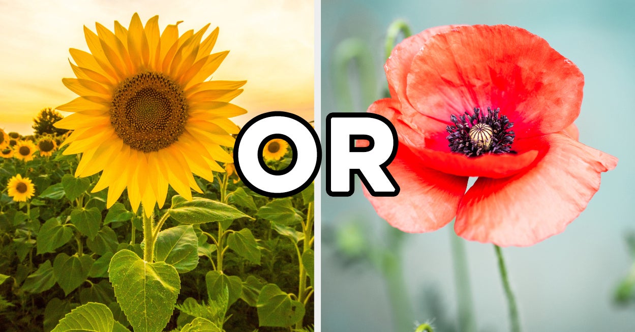 Flower Personality Quiz