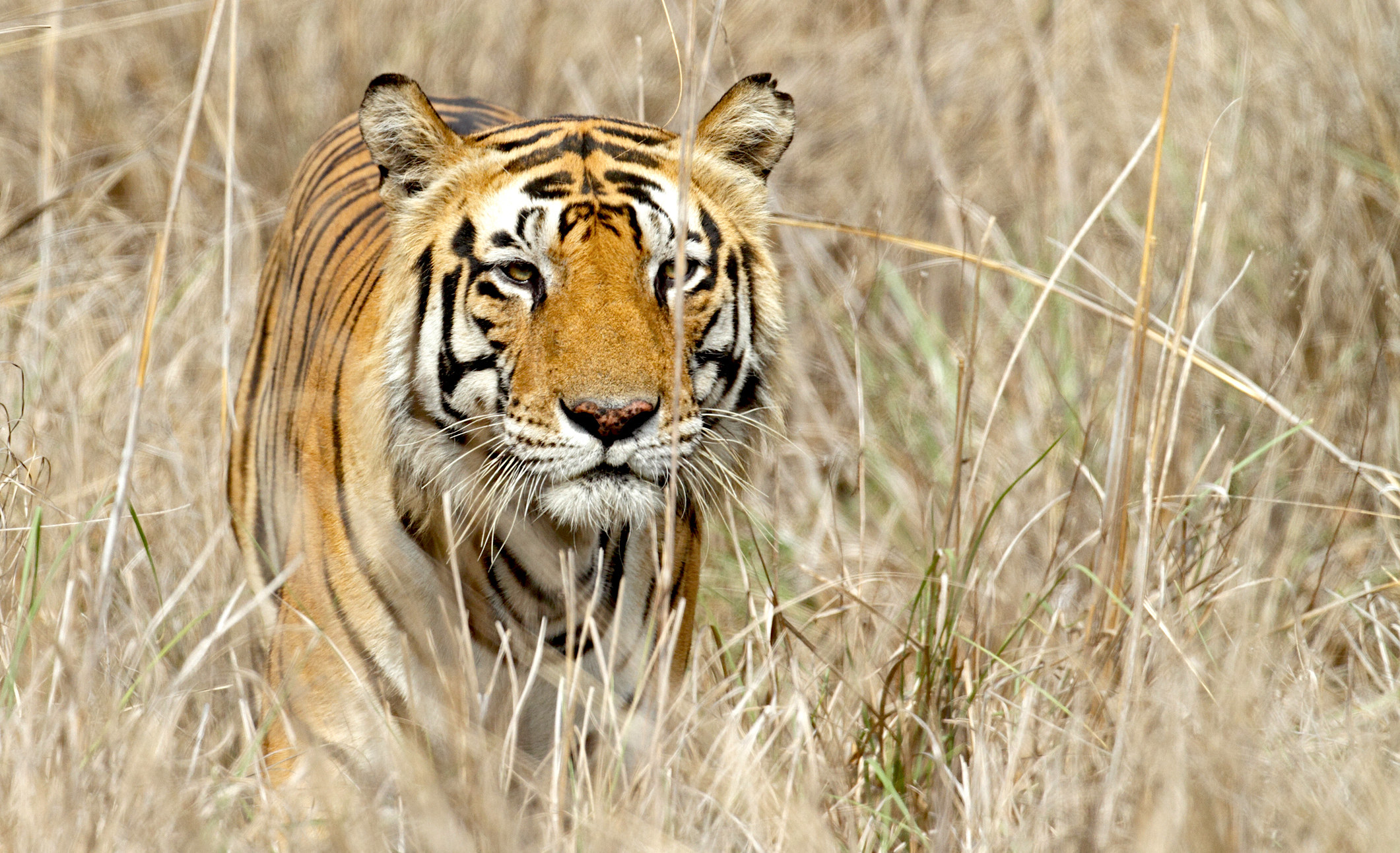 A tiger crouching in tall grass.