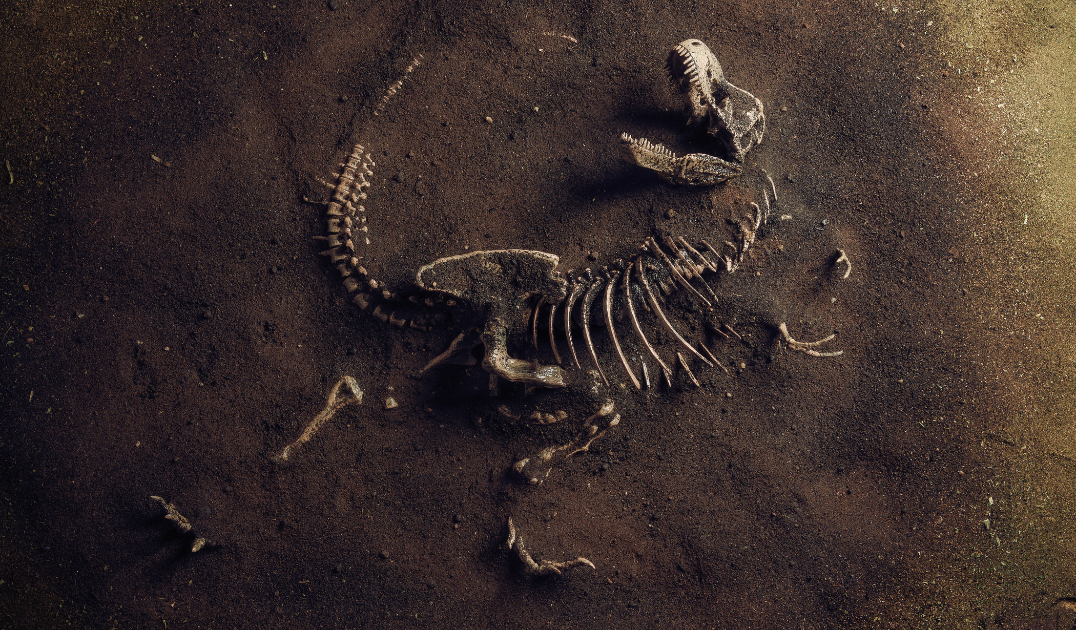 A fossil of a dinosaur.