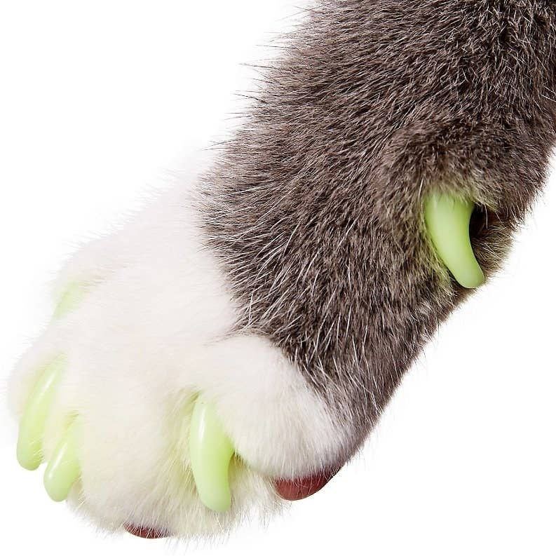 21 Things From Chewy Pet Owners Will Probably Wish They D Bought Years Ago