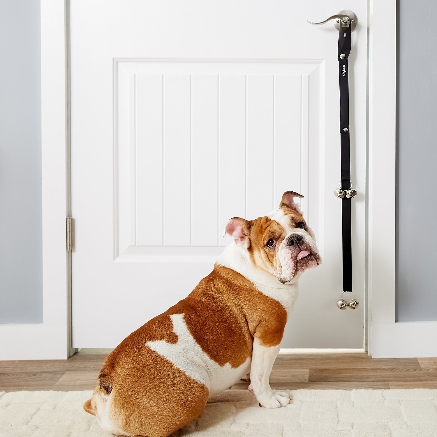 A bulldog standing in front of a bell chain that is hanging from a doorknob 
