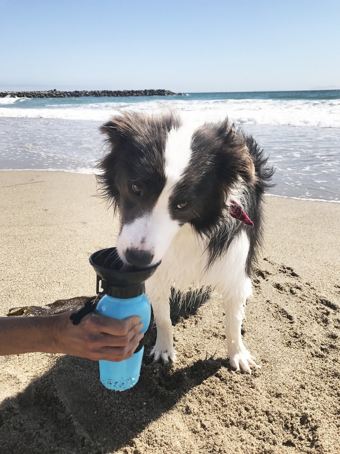 A dog drinking from the filled bowl of a handheld water bottle