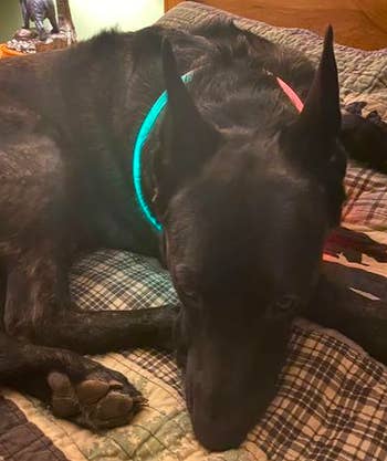 A reviewer's image of their dog wearing the collar that is clearly glowing brightly even while being worn inside the house