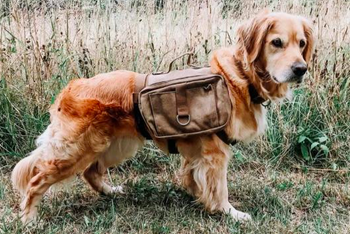 A reviewer's image of their golden retriever wearing the backpack, it covers half of the dog's back