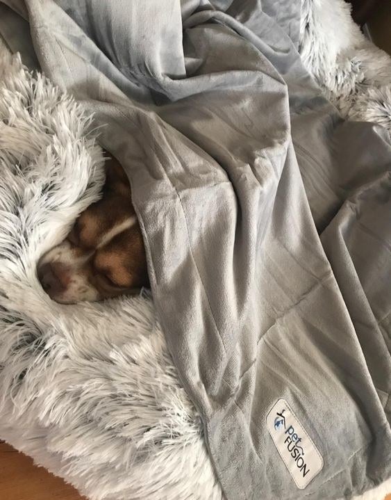 Reviewer&#x27;s dog sleeping under the micro plush blanket