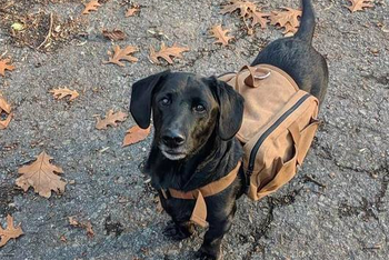 Another reviewer's image of their small dog wearing the same backpack, it covers the majority of its back