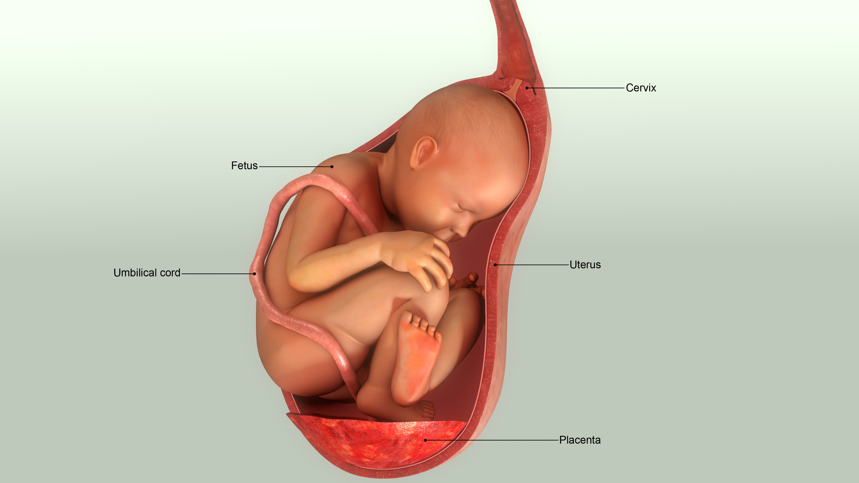 baby and placenta diagram