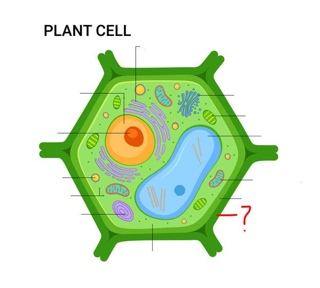 Most People Can T Identify 10 12 Of The Parts Of A Cell Can You