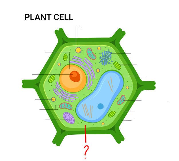 Most People Can't Identify 10/12 Of The Parts Of A Cell — Can You?