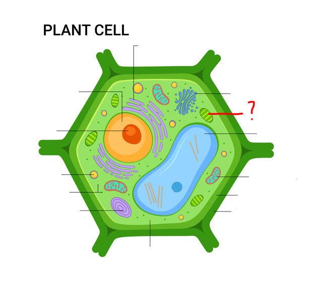 Most People Can T Identify 10 12 Of The Parts Of A Cell Can You