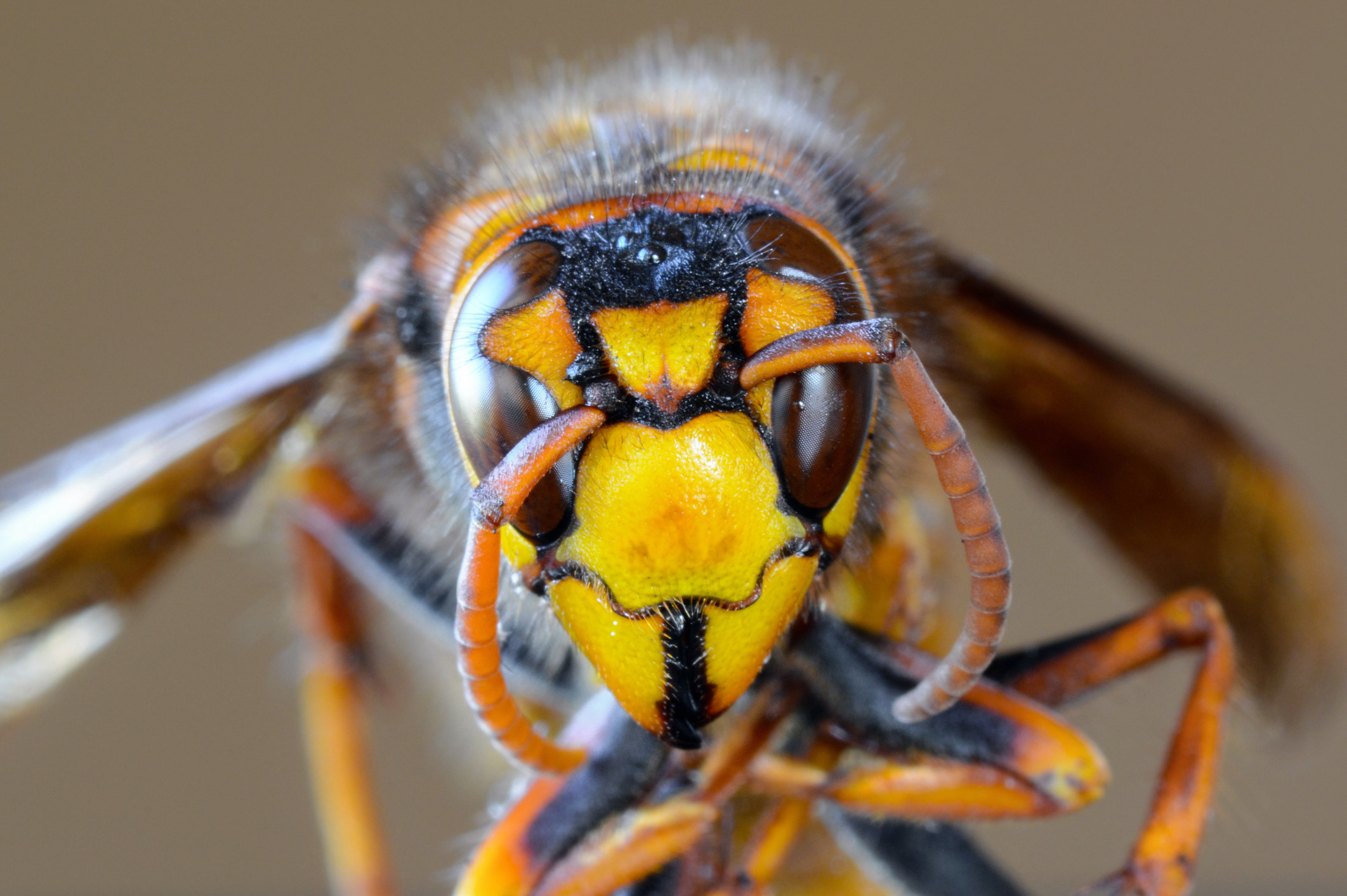 Murder Hornets Tweets That Will Help You Laugh Through The Terror