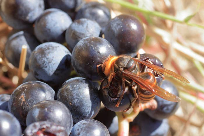 Murder Hornets Tweets That Will Help You Laugh Through The Terror