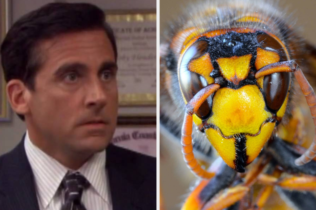 Murder Hornets Tweets That Will Help You Laugh Through The Terror