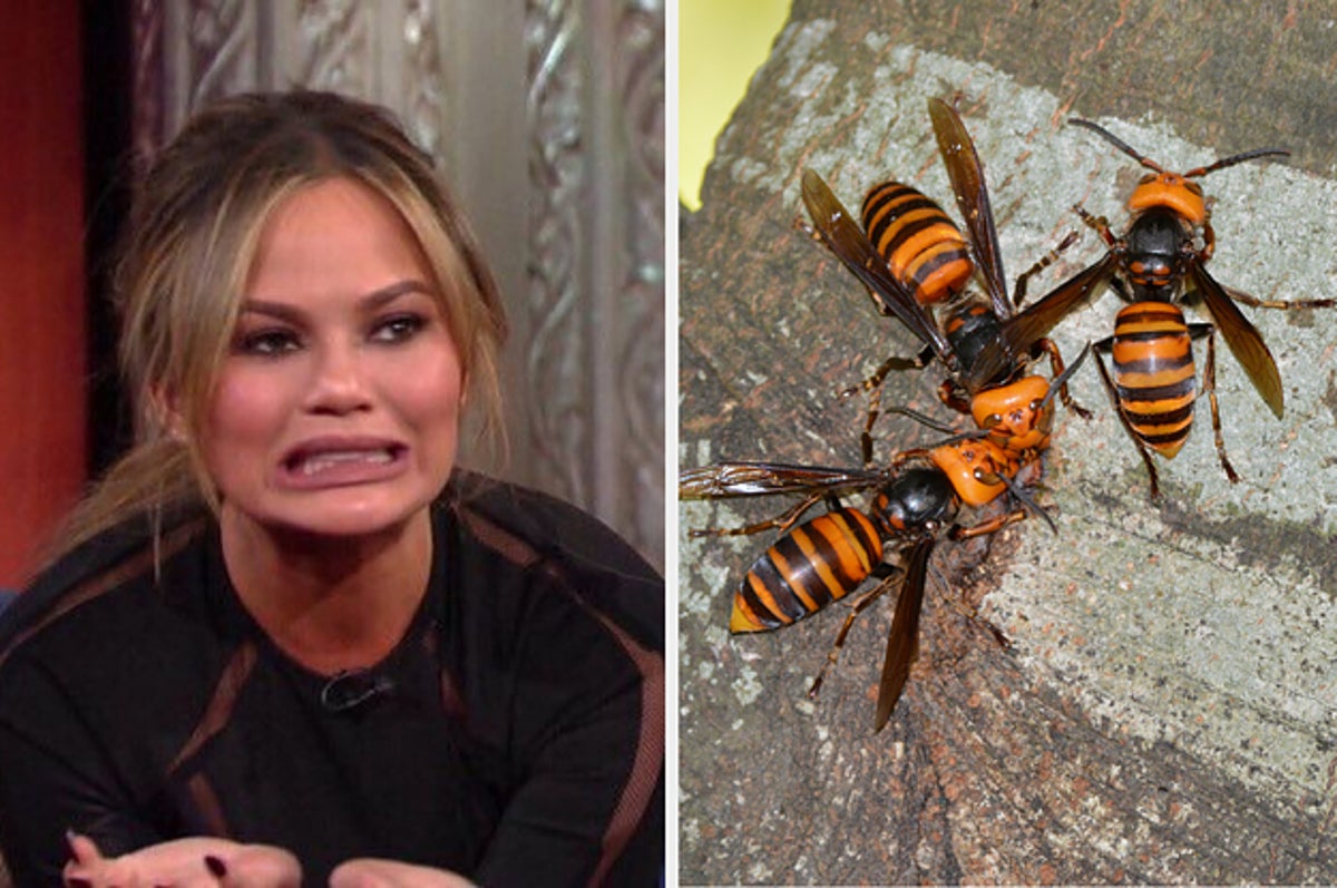 Murder Hornets Tweets That Will Help You Laugh Through The Terror