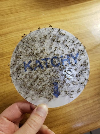 reviewer image of the sticky trap covered in small flying insects