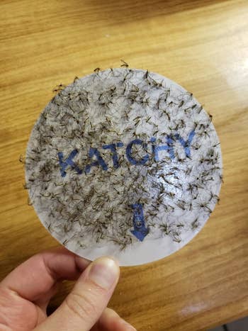 reviewer's sticky pad covered in gnats 