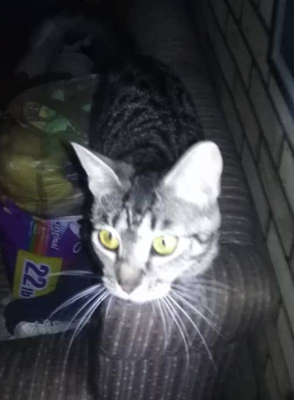 17 Heroic Cat Stories