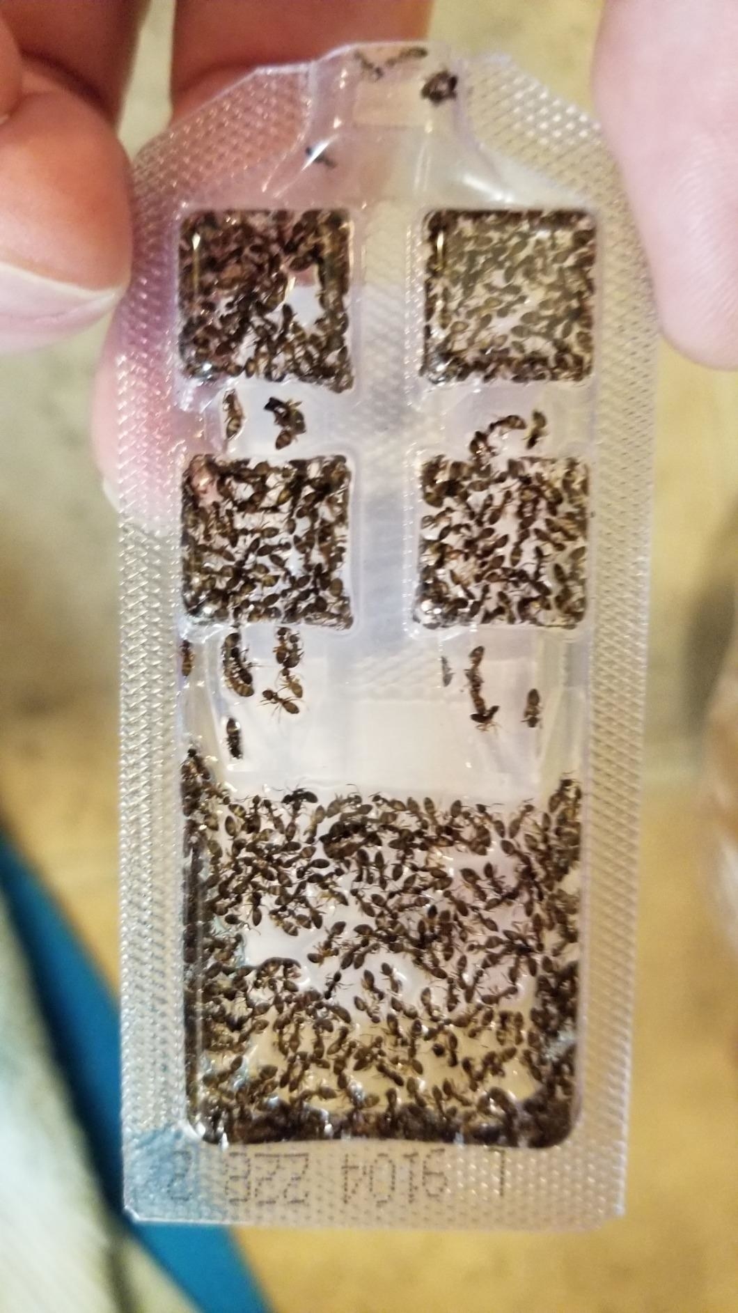 Reviewer pic of a bait trap filled with ants