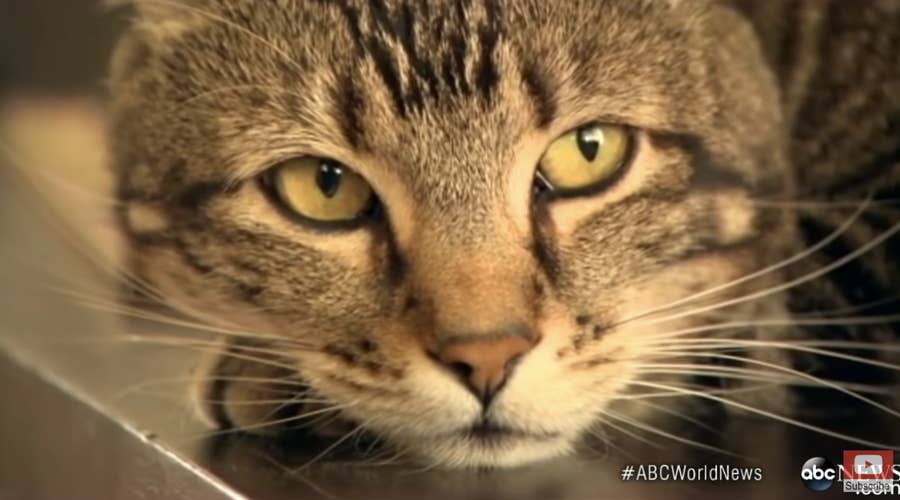 17 Heroic Cat Stories
