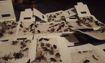 several traps filled with bugs