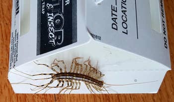giant bug caught in reviewer's trap